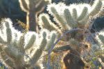 PICTURES/Desert Botanical Gardens - Wild Rising Cracking Art/t_Artsy2.JPG